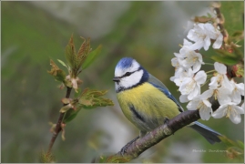 <p>SÝKORA MODŘINKA (Cyanistes caeruleus)</p>